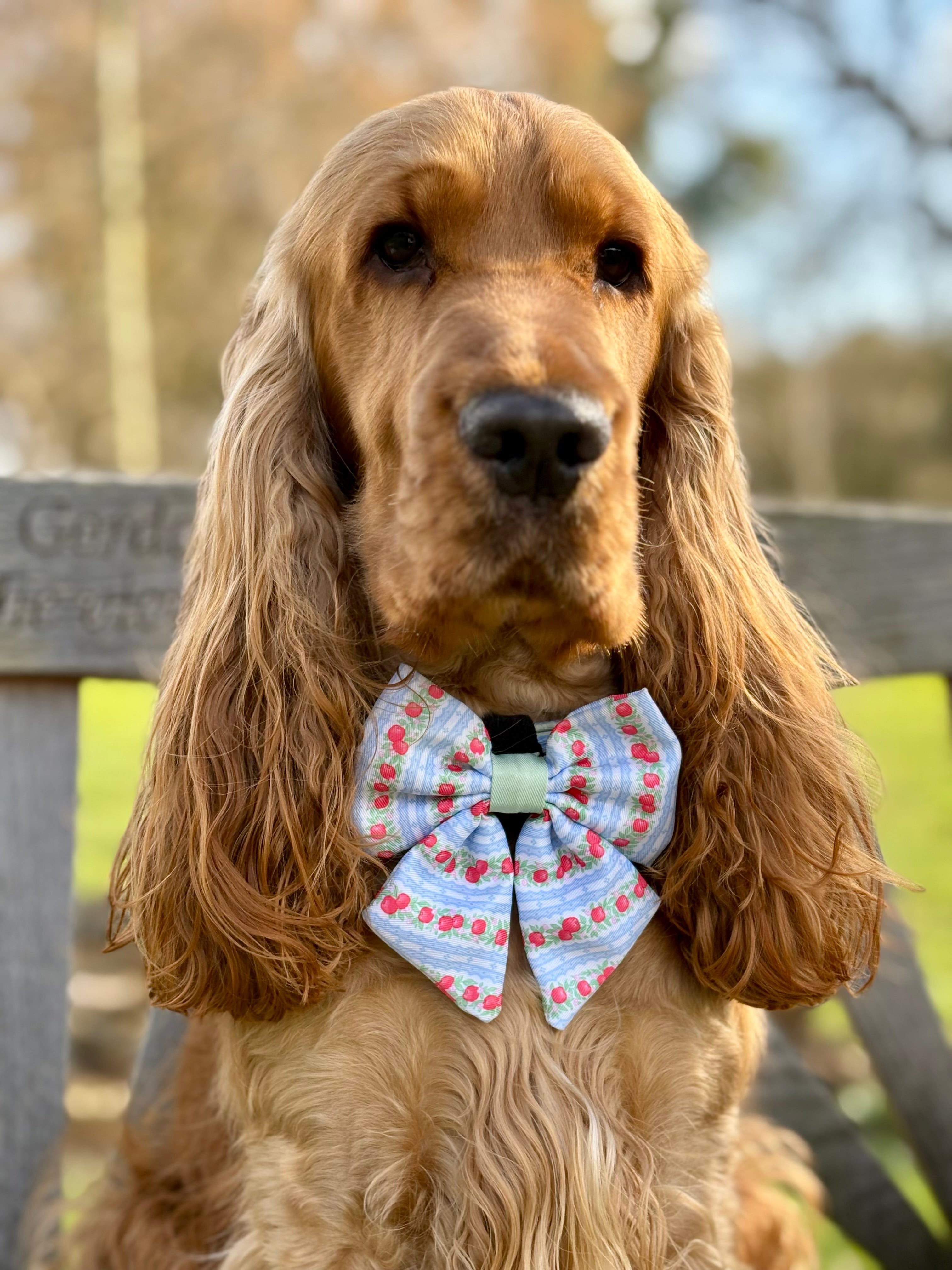 Pajaritas para perros