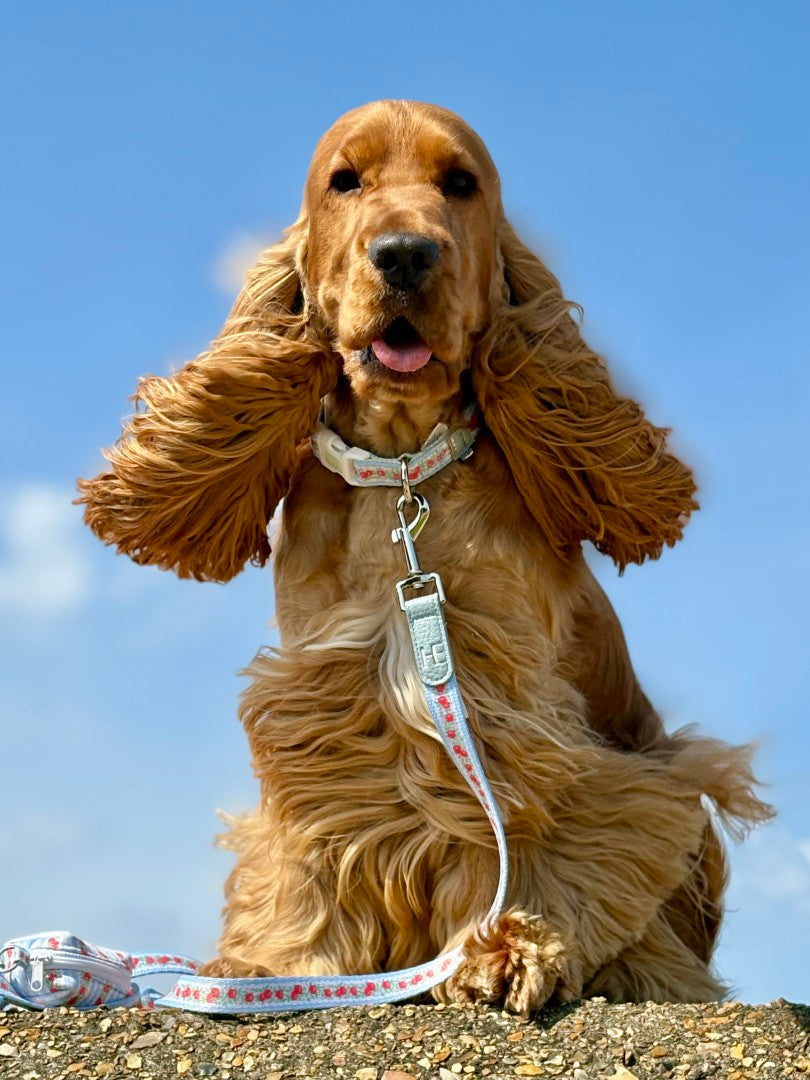 Collares para perros