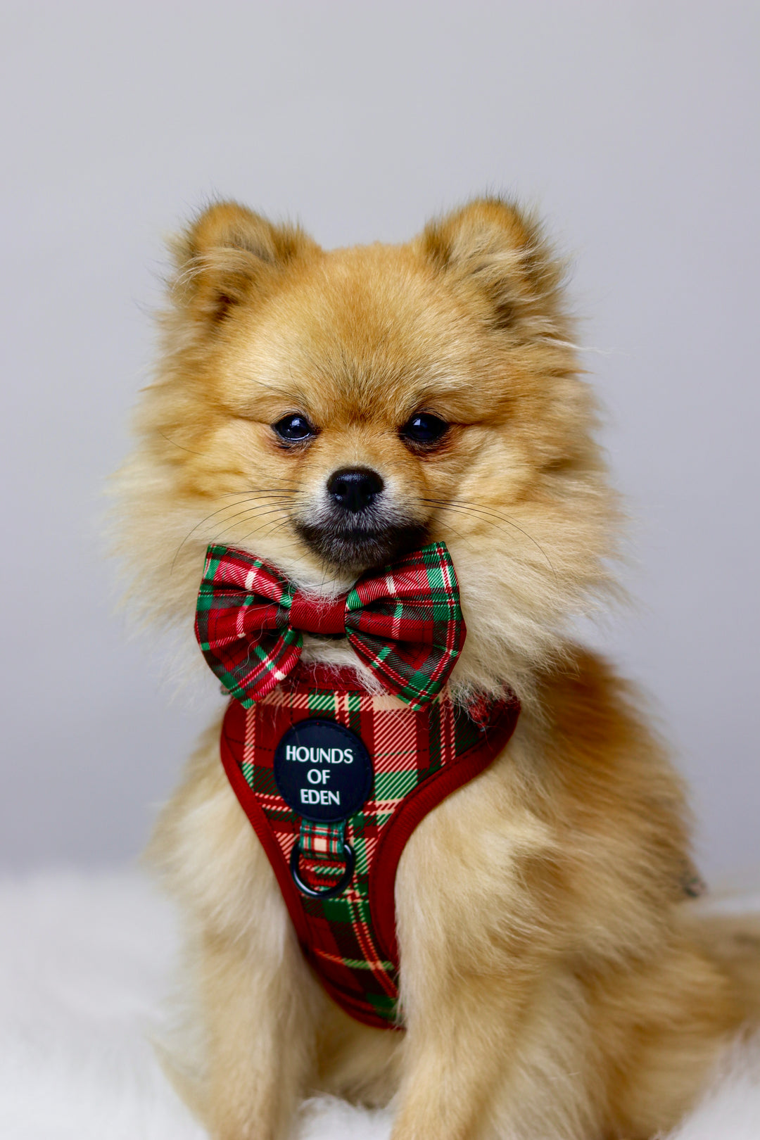 Tartan Me Up - Arnés para perros con diseño de tartán rojo y crema