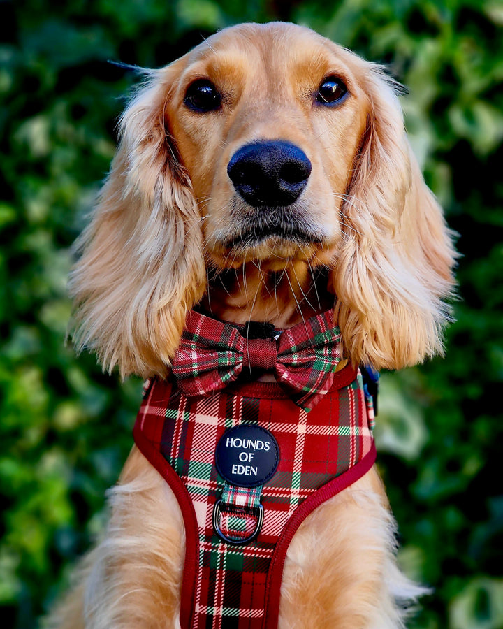 Tartan Me Up - Arnés para perros con diseño de tartán rojo y crema