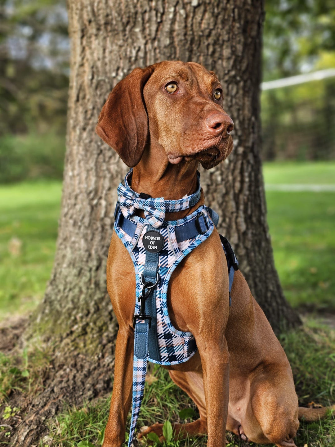 Pajarita para perro con diseño inteligente en verde azulado