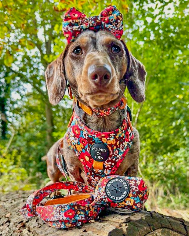 Correa para perro de cuero Retro Bloom