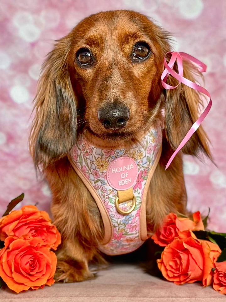 Pastel Petals - Dog Collar + ID Tag Holder