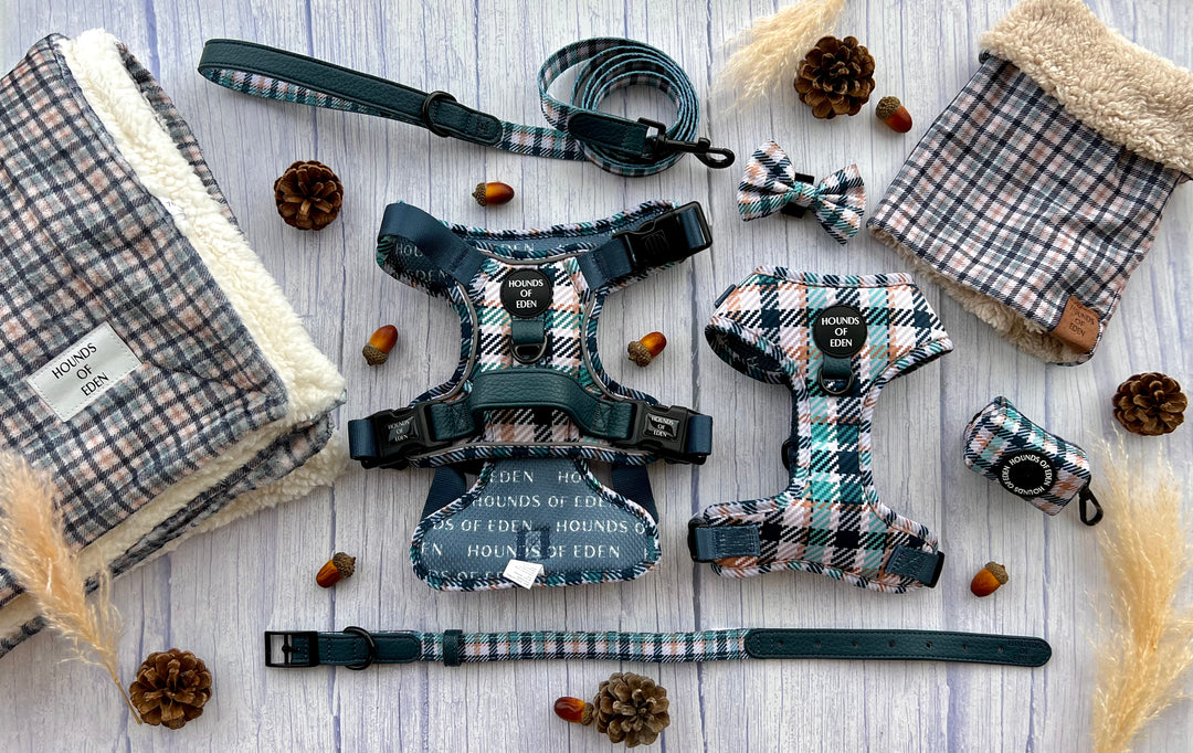 Pajarita para perro con diseño inteligente en verde azulado