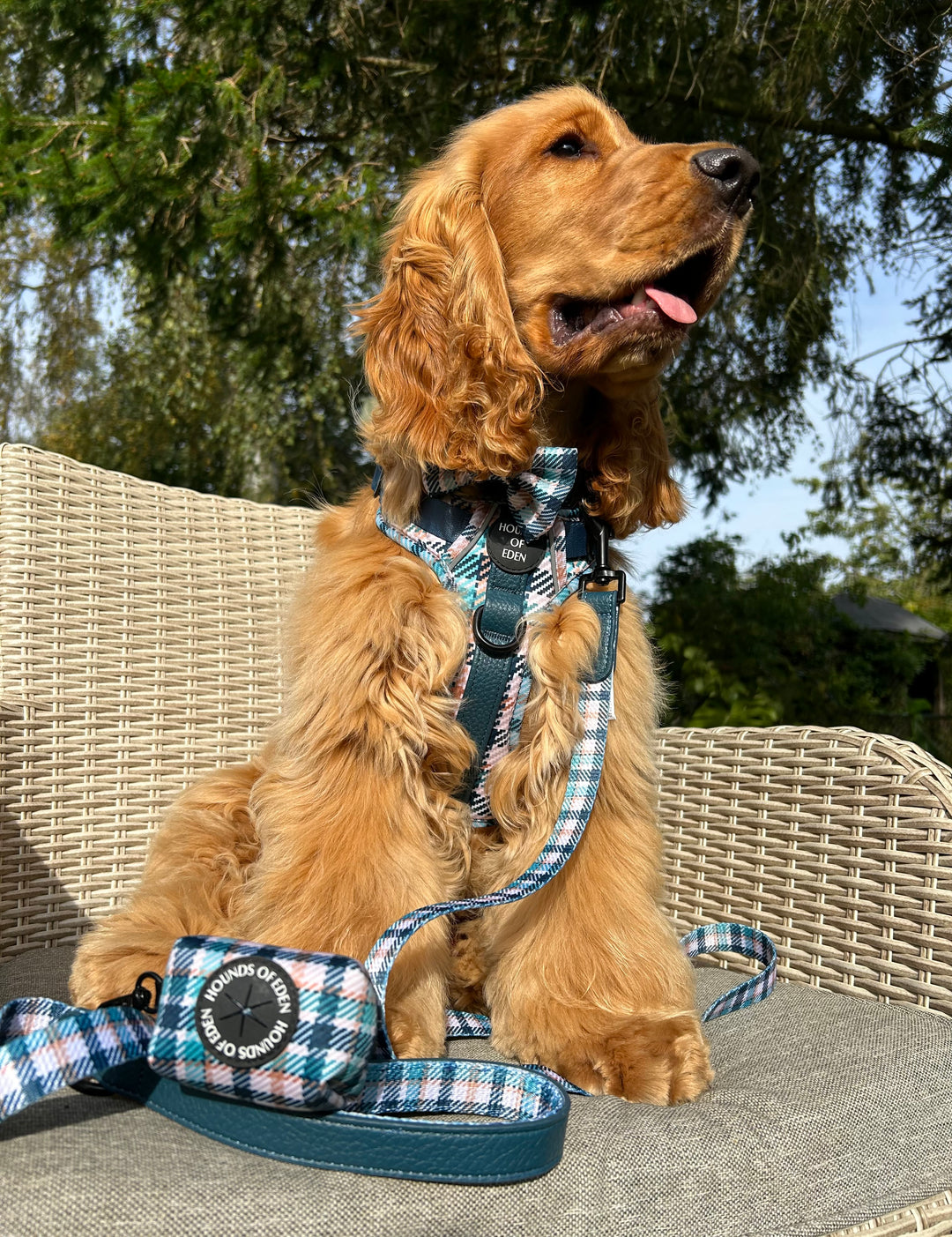 Pajarita para perro con diseño inteligente en verde azulado