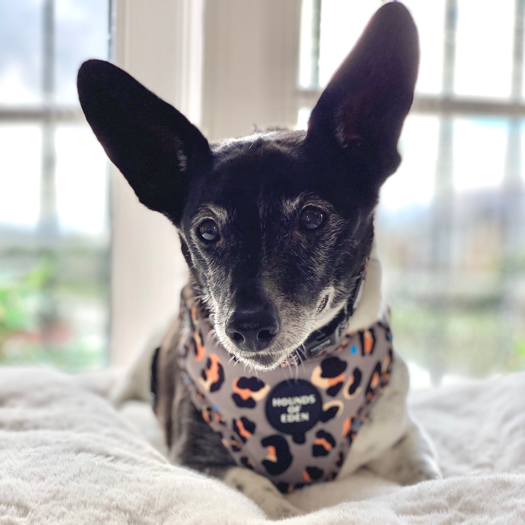 'Steel Leopard' - Khaki/Grey Dog Collar