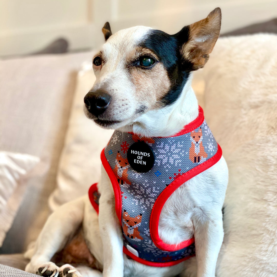 The Foxy Nutcracker - Christmas 'Jumper' Reversible Dog Harness