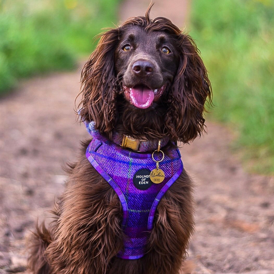 'Molly' - Pink & Purple Check Dog Harness