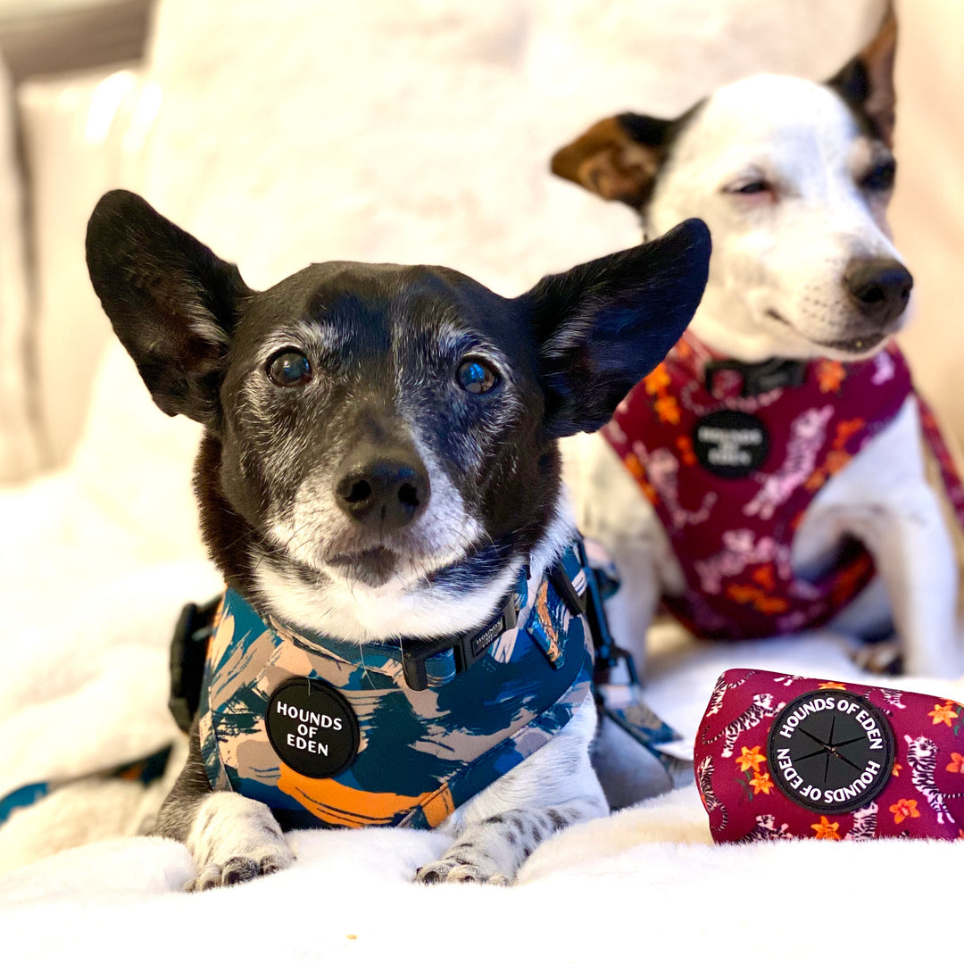 'Brush it Off' - Olive, Blue & Orange Camo Pattern Dog Harness