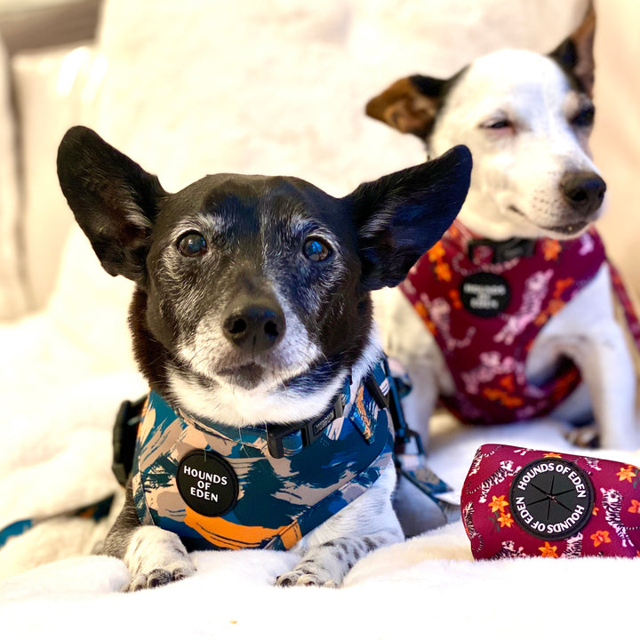'Brush it Off' - Olive, Blue & Orange Camo Pattern Dog Harness