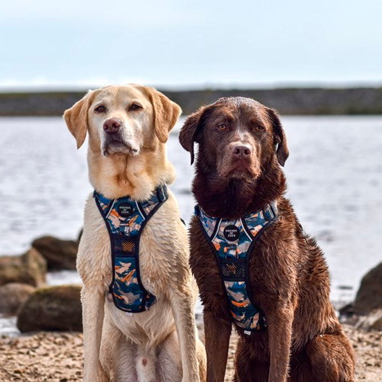 'Brush it Off' - Collar para perro con estampado de camuflaje verde oliva, azul y naranja