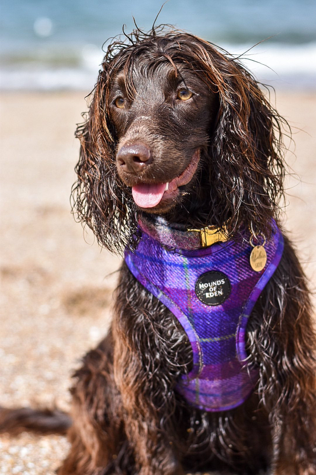 'Molly' - Pink & Purple Check Dog Harness