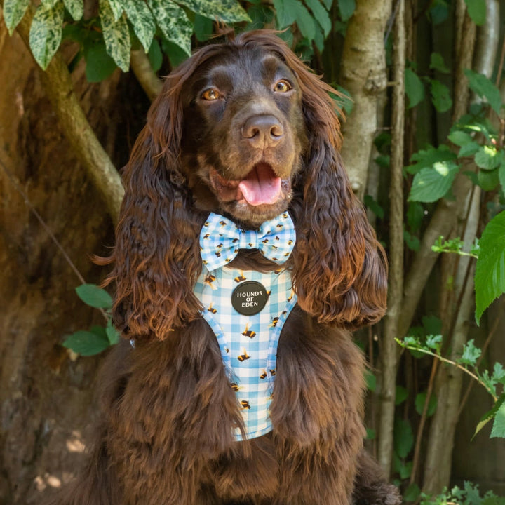 Bee You-tiful - Blue Gingham with Bees Dog Harness