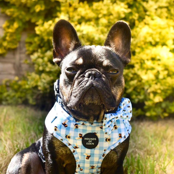 Bee You-tiful - Blue Gingham with Bees Dog Harness