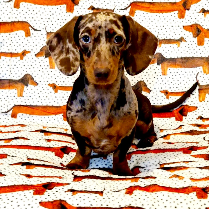 Sizzlin' Sausages Dog Snuggle Blanket