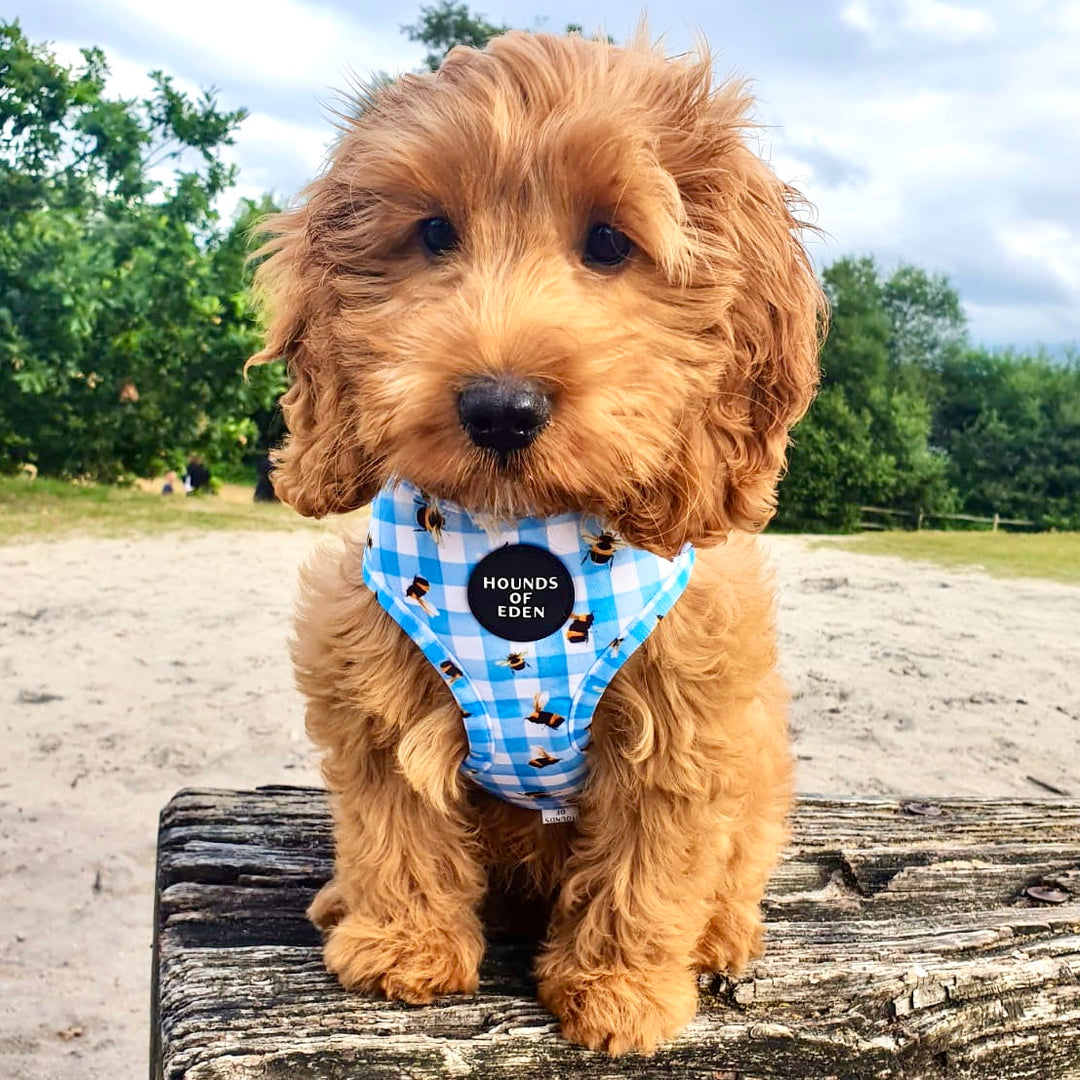 Bee You-tiful - Blue Gingham with Bees Dog Harness