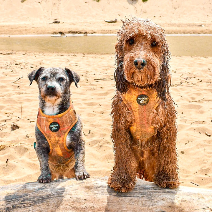 'Honey' - Yellow Check Dog Harness