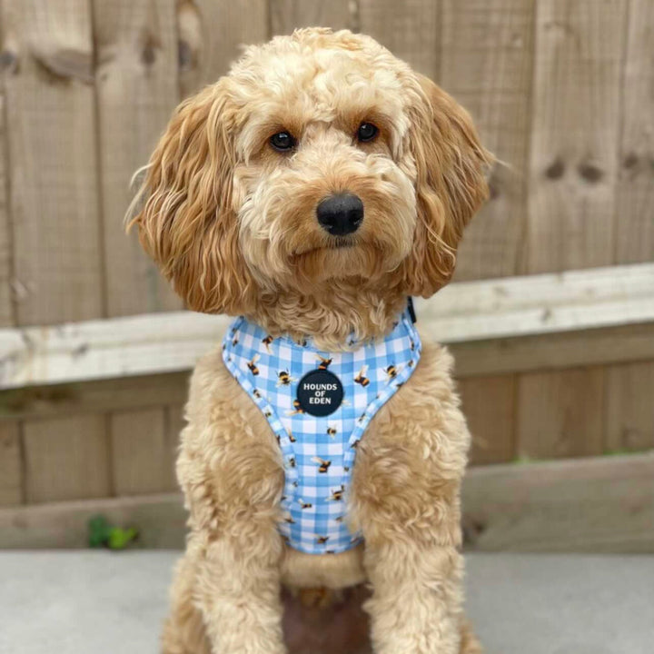 Bee You-tiful - Blue Gingham with Bees Dog Harness