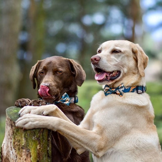 'Brush it Off' - Collar para perro con estampado de camuflaje verde oliva, azul y naranja