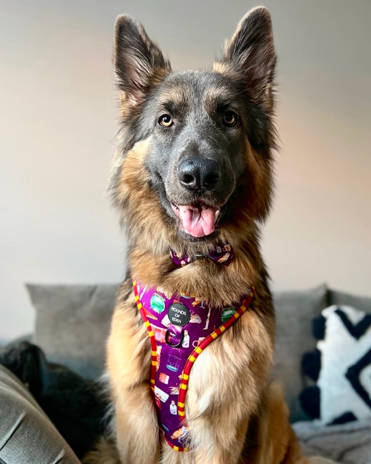 Harry Pawter Design Dog Bow Tie