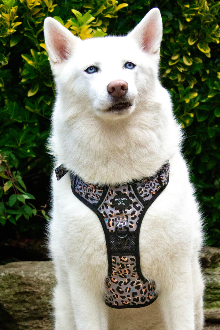 Supaw Strong™ 'Florentina' Utility Harness