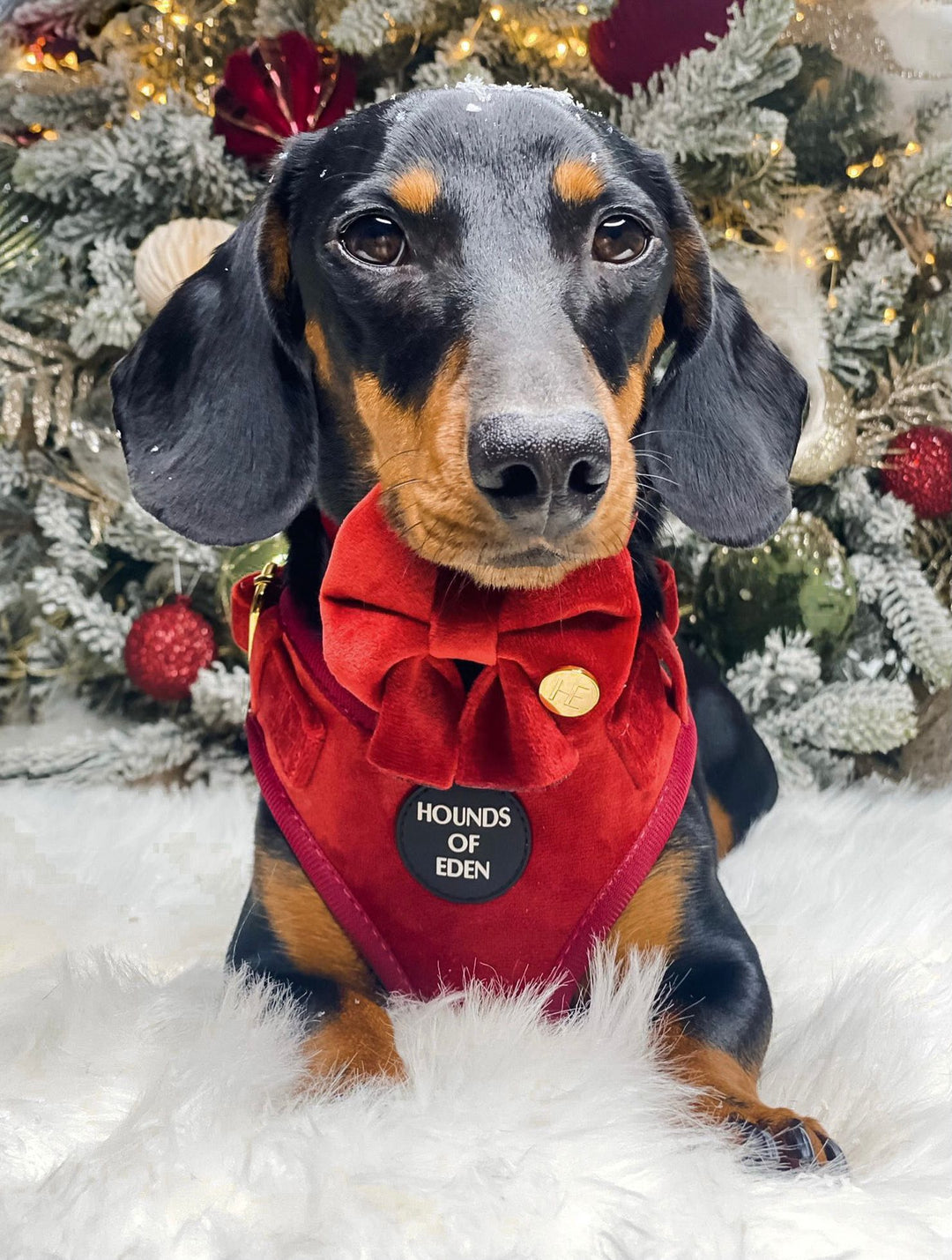 Ruby Red Velvet Harness