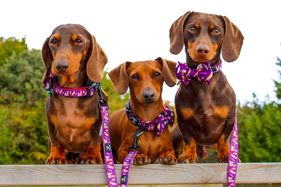 Harry Pawter Design Dog Bow Tie