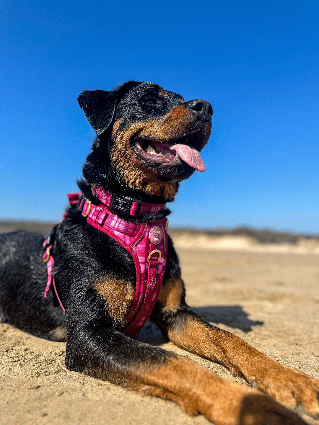 Supaw Strong™ Harnesses