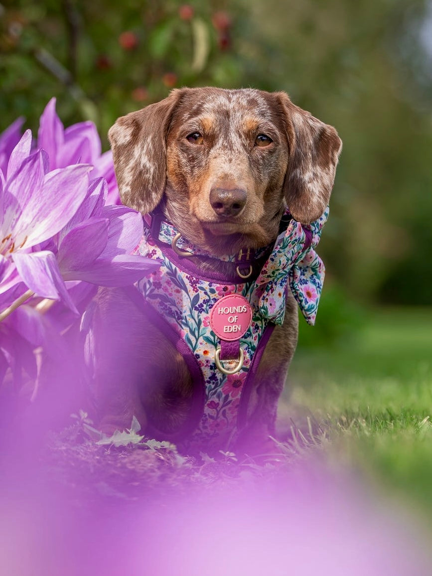 Patchy’s Plum Petals - Dog Harness (XXS-XS)