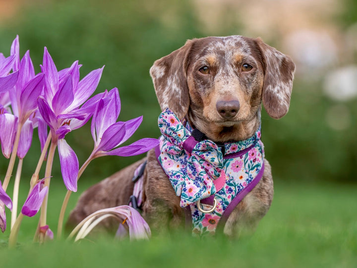 Patchy’s Plum Petals - Dog Harness (XXS-XS)