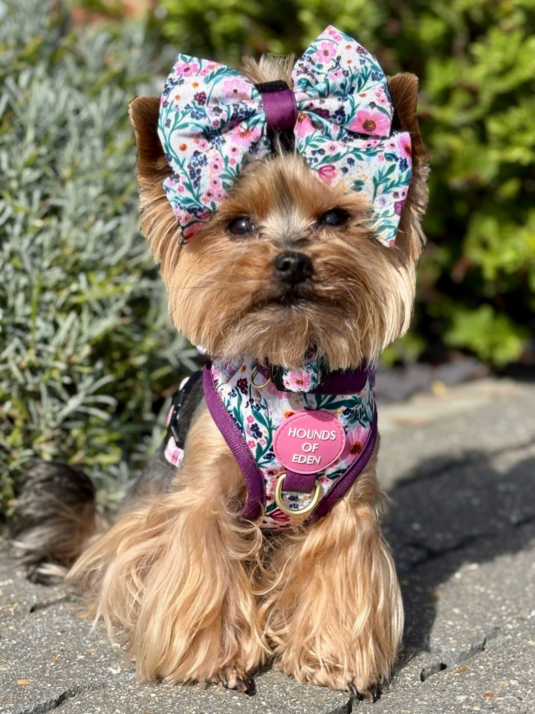Patchy’s Plum Petals - Dog Harness (XXS-XS)