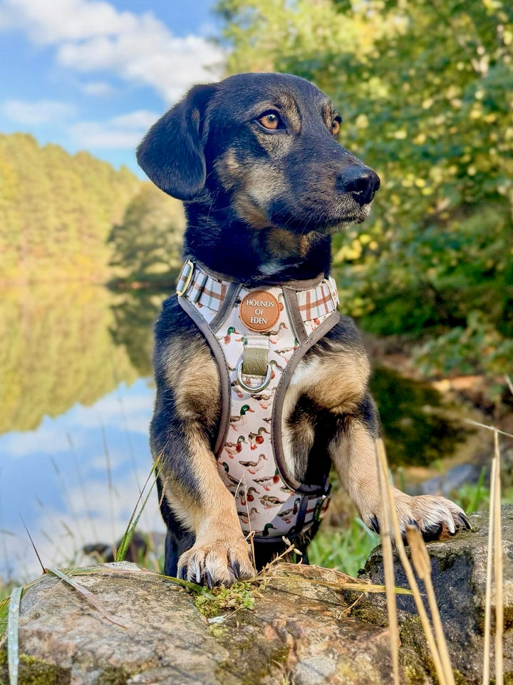 Puddle Ducks-  Supaw Strong™ Dog Harness (XS-XL)