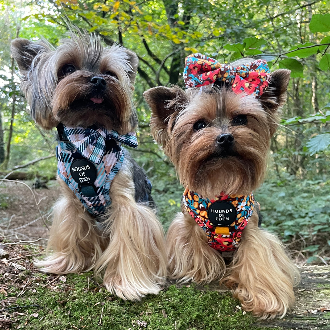 Tealing Smart Leather Dog Collarn