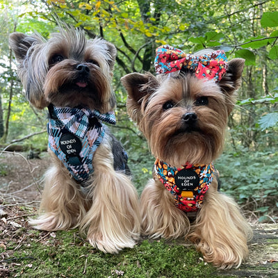 Tealing Smart Leather Dog Collarn