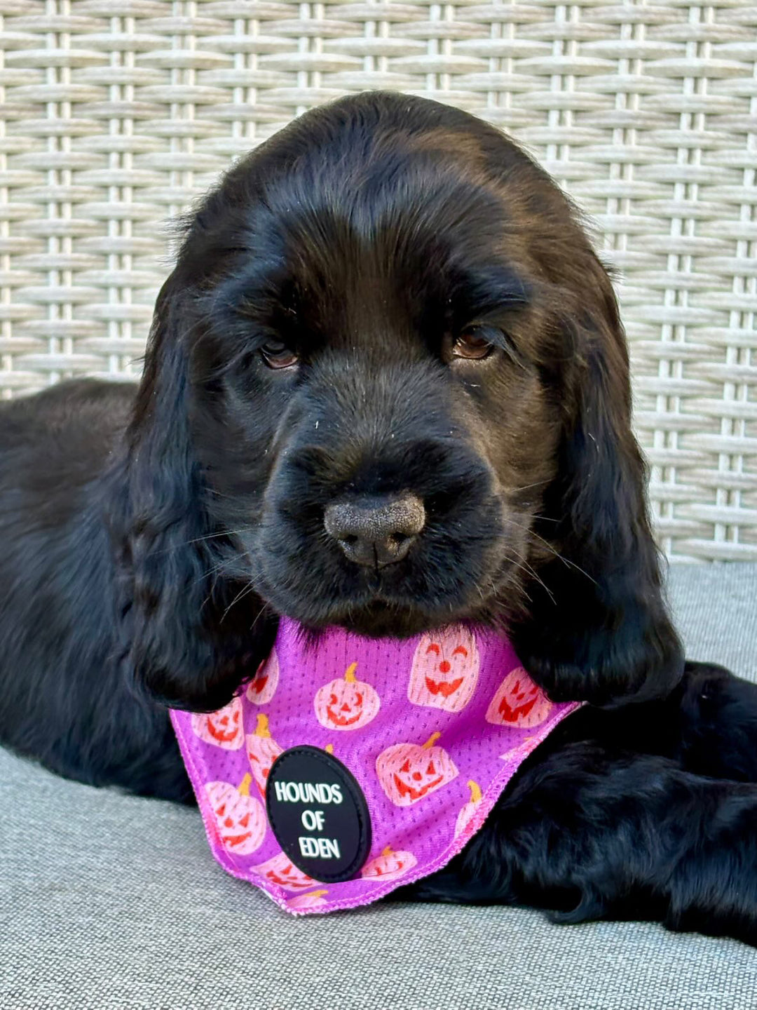 Lilac Grinning Pumpkin Halloween Dog Bandana 🎃