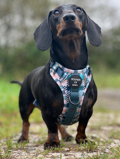 Tealing Smart Leather Dog Collarn