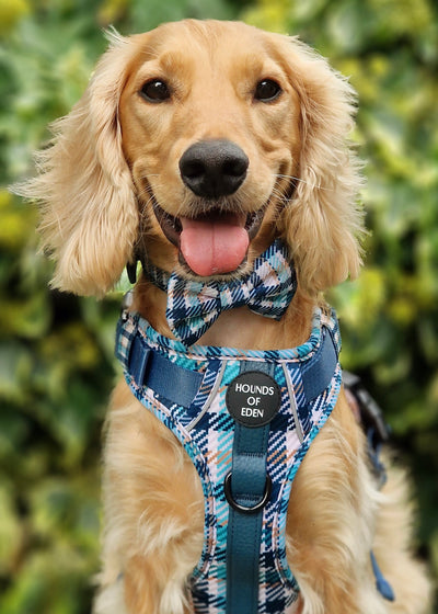Tealing Smart Leather Dog Collarn