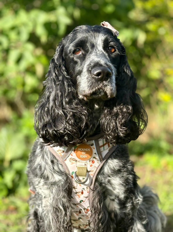 Puddle Ducks-  Supaw Strong™ Dog Harness (XS-XL)