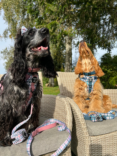 Tealing Smart Leather Dog Collarn
