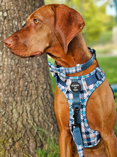 Tealing Smart Leather Dog Collarn