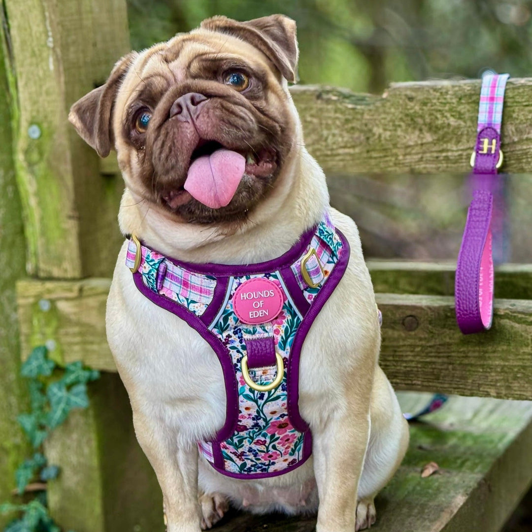 Patchy’s Plum Petals - Leather Dog Lead