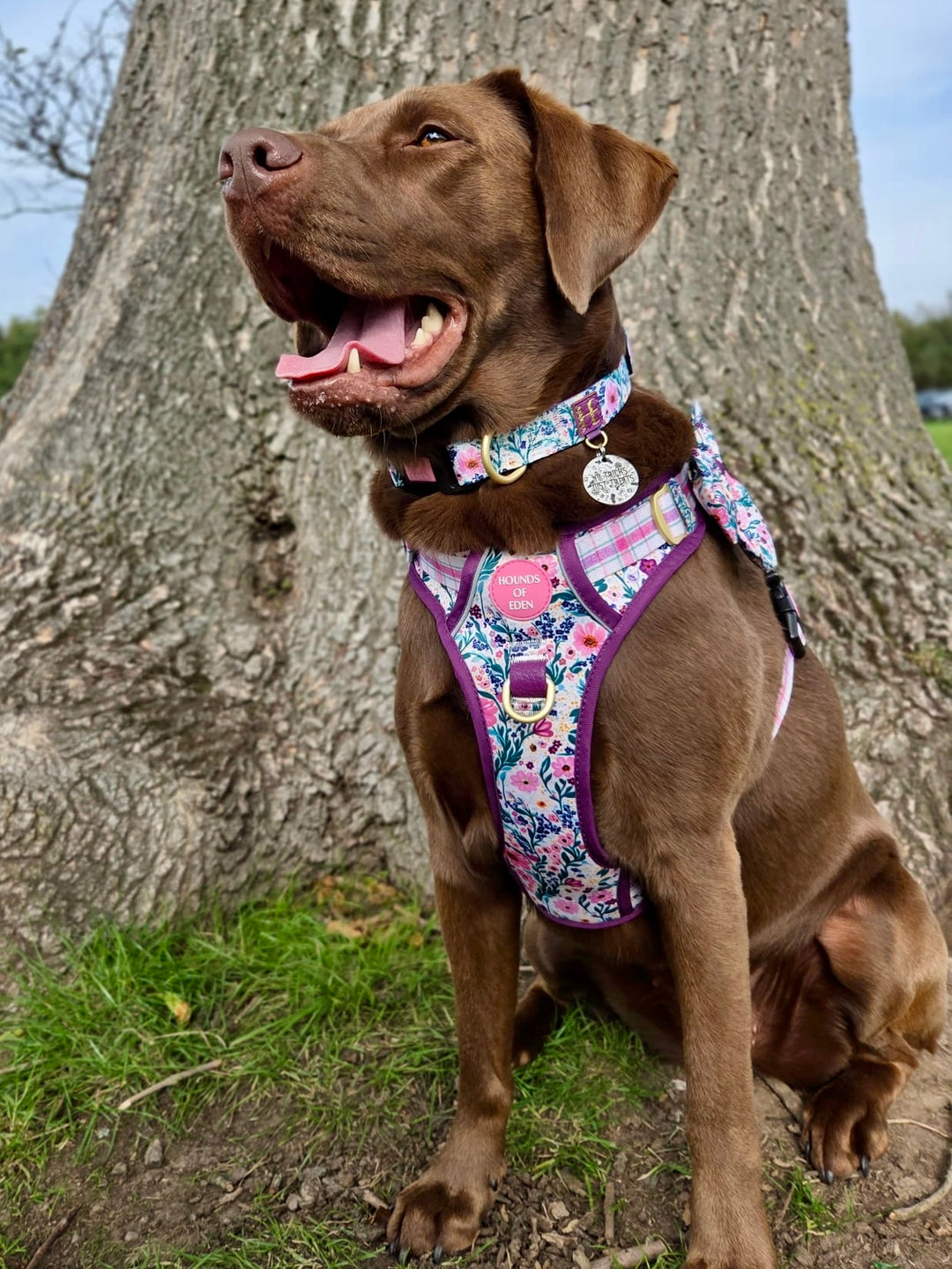 Patchy’s Plum Petals - Supaw Strong™ Dog Harness (XS-XL)