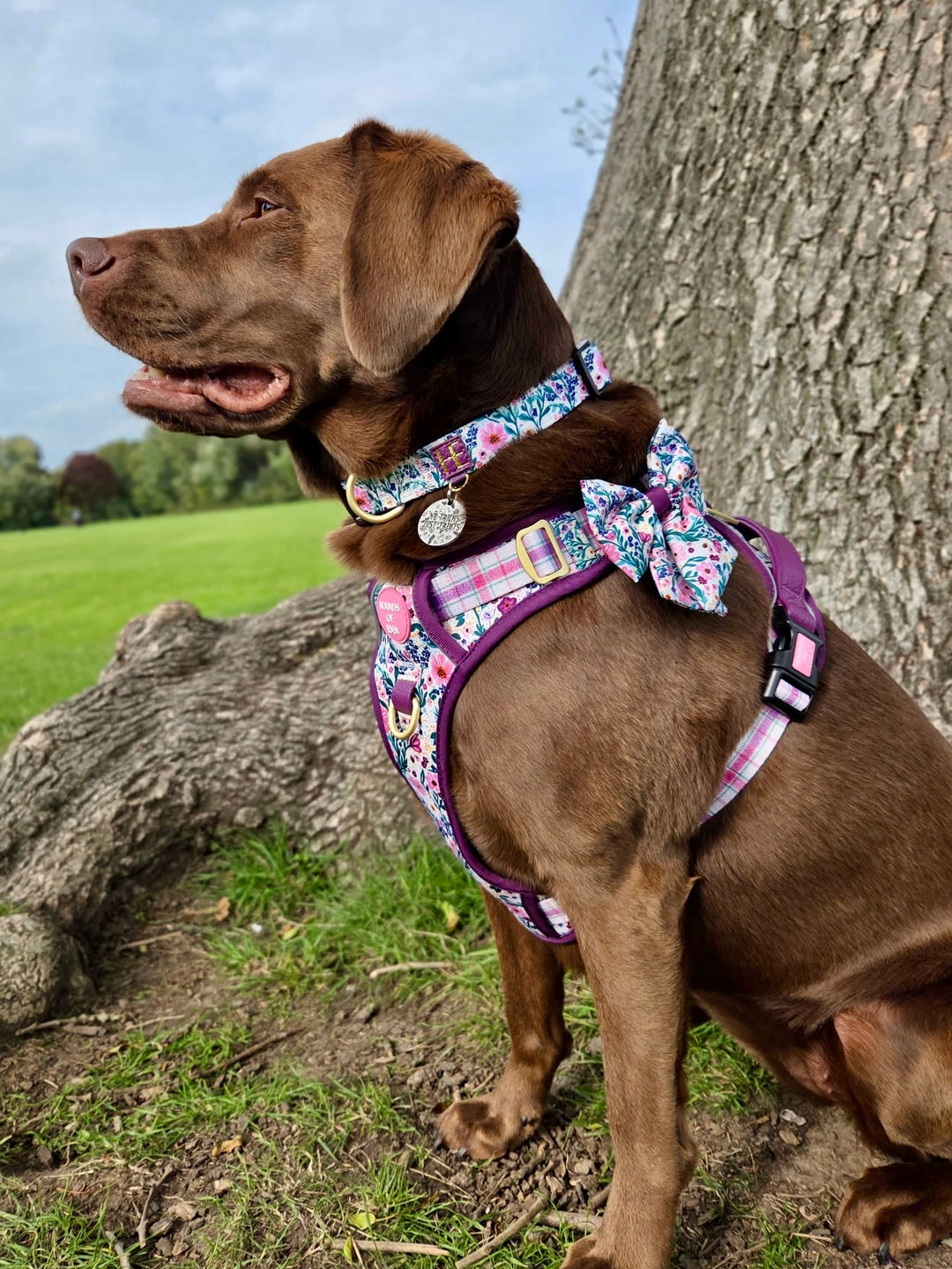 Patchy’s Plum Petals - Dog Collar + ID Tag Holder