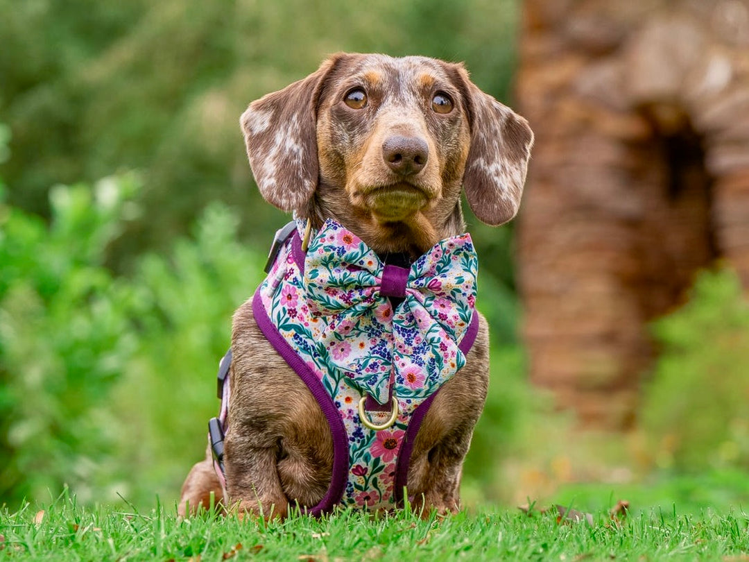 Patchy’s Plum Petals - Dog Harness (XXS-XS)