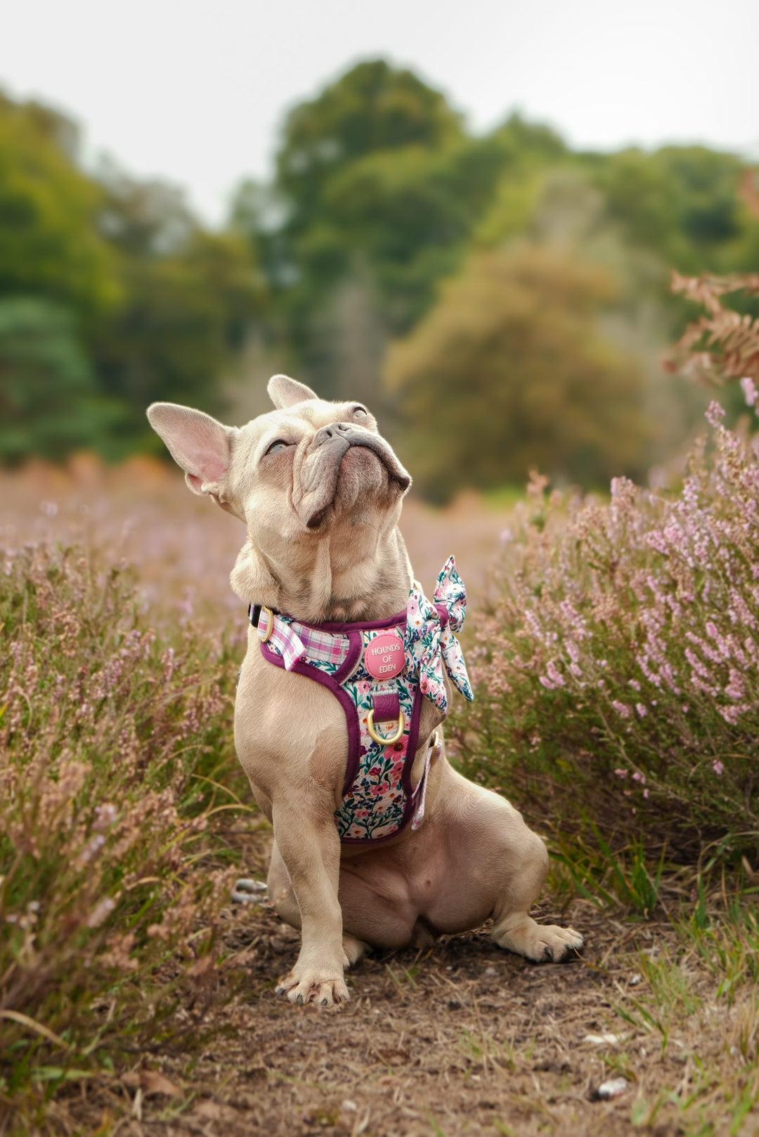 Patchy’s Plum Petals - Supaw Strong™ Dog Harness (XS-XL)