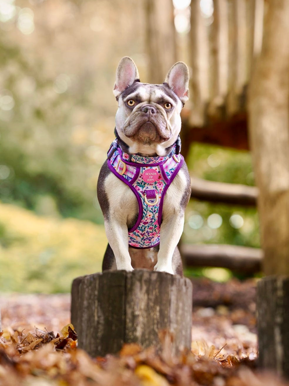 Patchy’s Plum Petals - Supaw Strong™ Dog Harness (XS-XL)