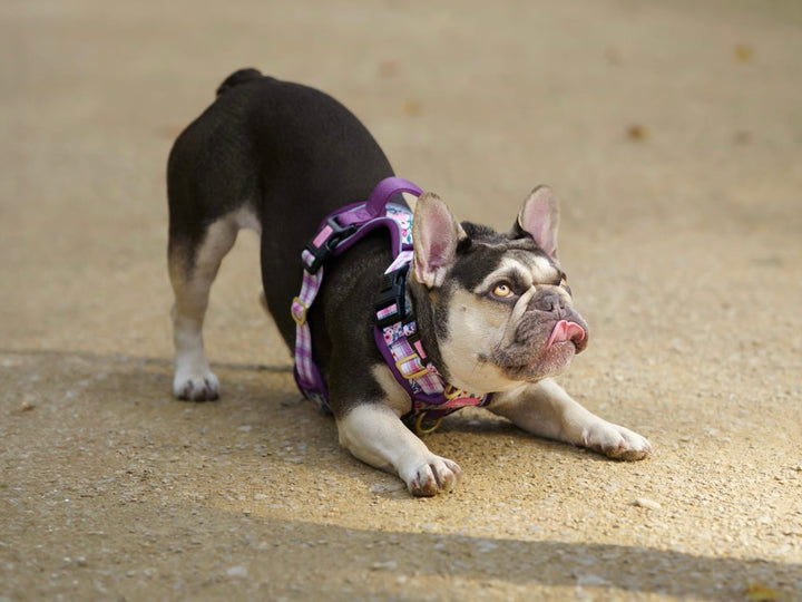 Patchy’s Plum Petals - Supaw Strong™ Dog Harness (XS-XL)