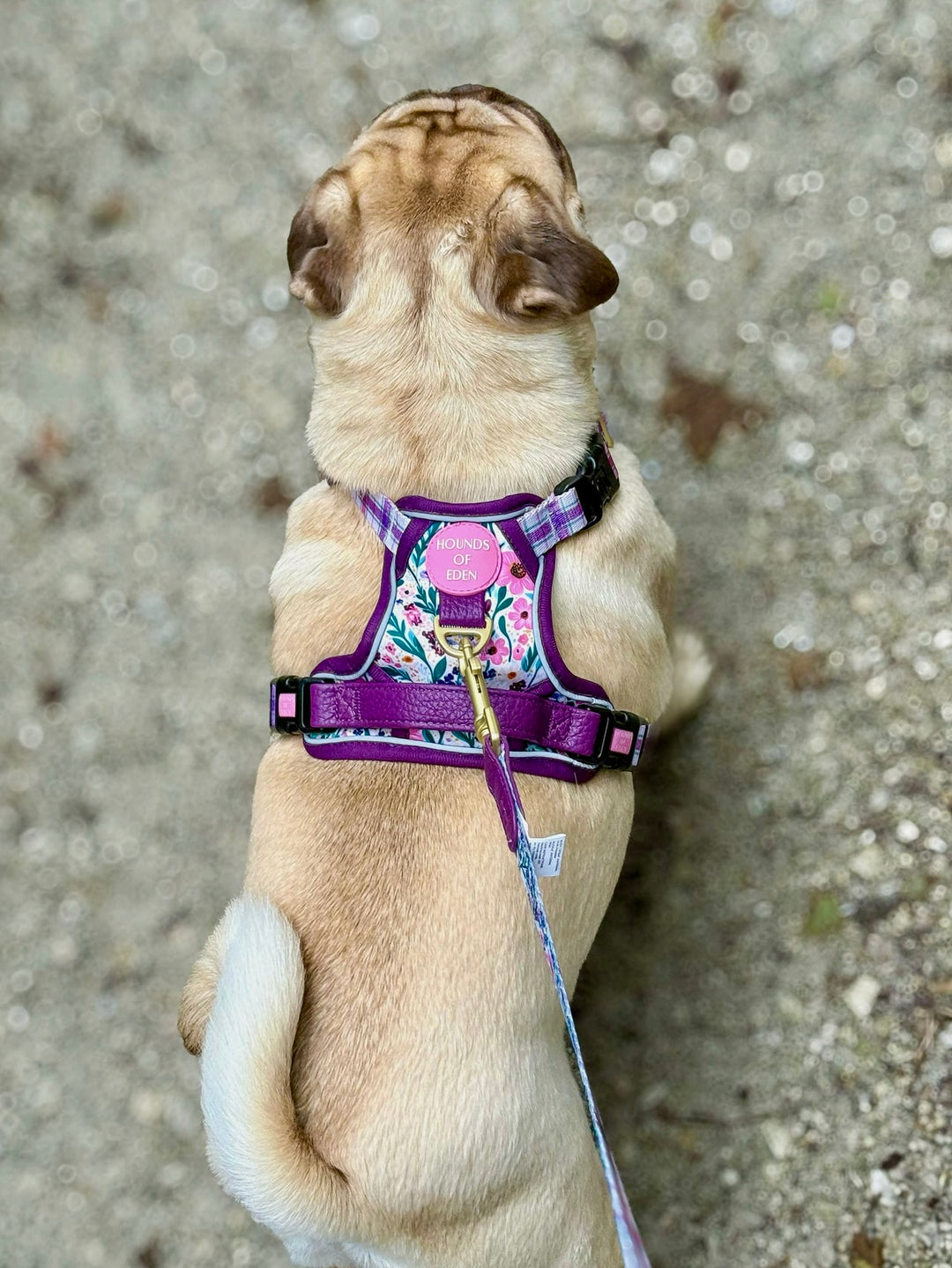Patchy’s Plum Petals - Leather Dog Lead