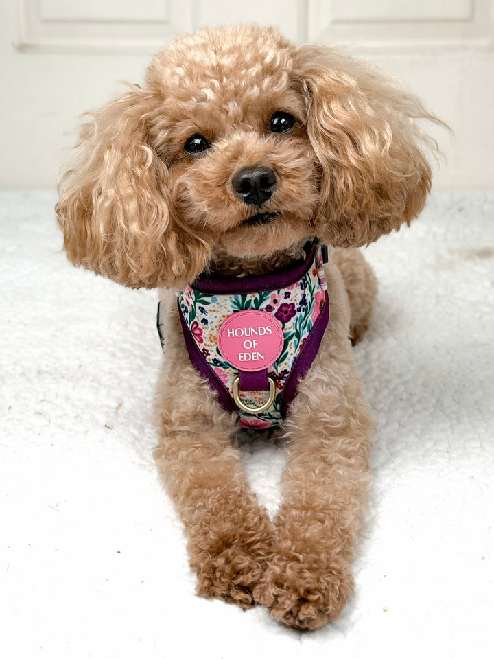 Patchy’s Plum Petals - Dog Harness (XXS-XS)