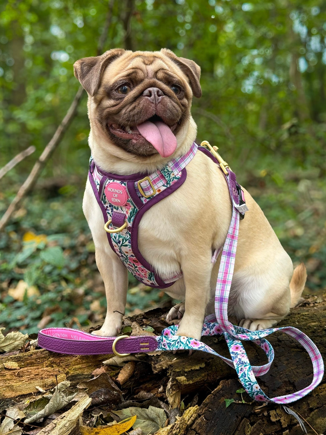 Patchy’s Plum Petals - Leather Dog Lead